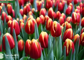 Tulipa Dow Jones (3)