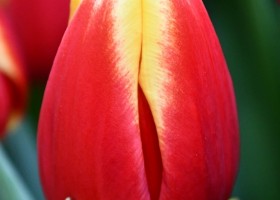Tulipa Dow Jones (4)