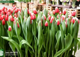 Tulipa Dutch Design (2)