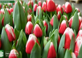 Tulipa Dutch Design (3)