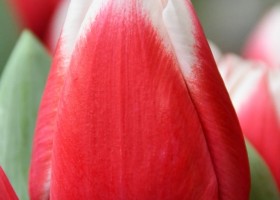 Tulipa Dutch Design (4)