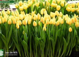 Tulipa Dutch Sunrise (2)