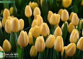 Tulipa Dutch Sunrise (3)