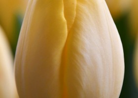 Tulipa Dutch Sunrise (4)