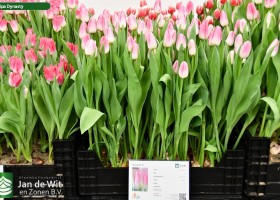 Tulipa Dynasty (1)
