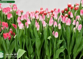 Tulipa Dynasty (2)