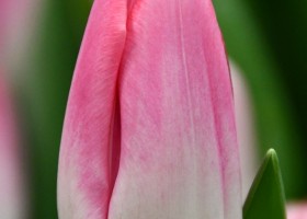 Tulipa Dynasty (4)