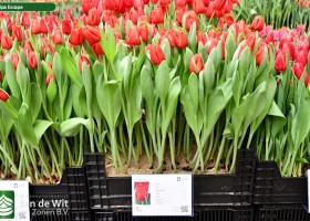 Tulipa Escape (1)