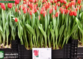 Tulipa Esta Bonita (1)