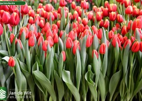 Tulipa Esta Bonita (2)