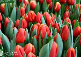 Tulipa Esta Bonita (3)