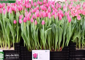 Tulipa Expression (1)