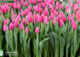 Tulipa Expression (2)