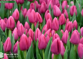 Tulipa Expression (3)