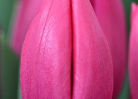 Tulipa Expression (4)
