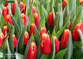 Tulipa Fabio (3)
