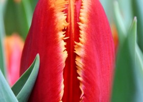 Tulipa Fabio (4)