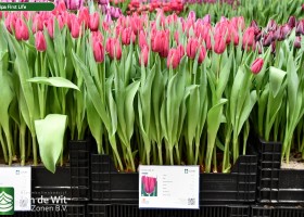 Tulipa First Life (1)