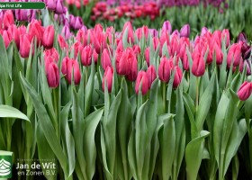 Tulipa First Life (2)