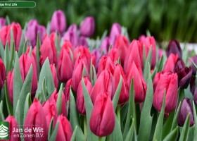 Tulipa First Life (3)