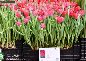 Tulipa First Price (1)