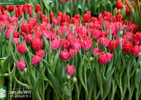 Tulipa First Price (2)