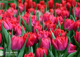 Tulipa First Price (3)