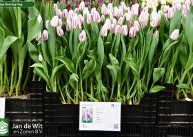 Tulipa Flaming Flag (1)