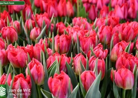 Tulipa Flash Point (3)