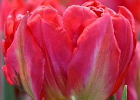 Tulipa Flash Point (4)