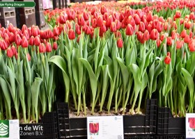 Tulipa Flying Dragon (1)