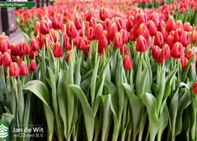 Tulipa Flying Dragon (2)