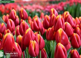 Tulipa Flying Dragon (3)