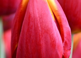 Tulipa Flying Dragon (4)
