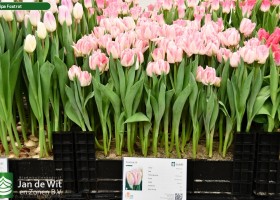 Tulipa Foxtrot (1)