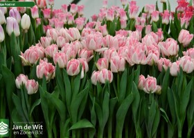 Tulipa Foxtrot (2)