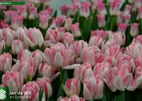 Tulipa Foxtrot (3)
