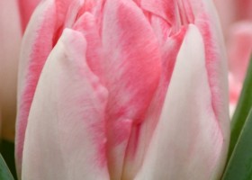 Tulipa Foxtrot (4)