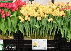 Tulipa Foxy Foxtrot (1)