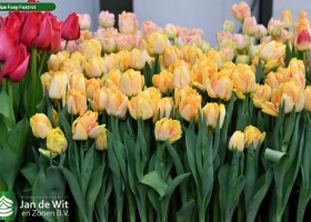 Tulipa Foxy Foxtrot (2)