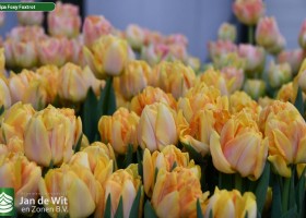 Tulipa Foxy Foxtrot (3)