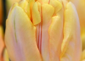Tulipa Foxy Foxtrot (4)