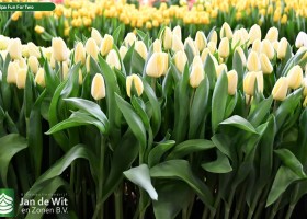 Tulipa Fun For Two (2)