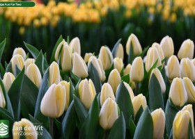 Tulipa Fun For Two (3)