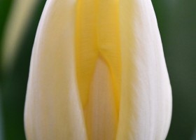 Tulipa Fun For Two (4)