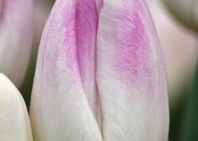 Tulipa Ghost (4)