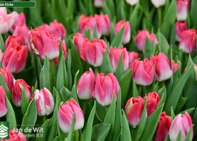 Tulipa Globe (3)