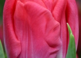 Tulipa Globe (4)