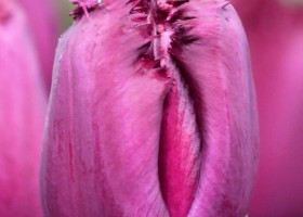 Tulipa Gorilla (4)