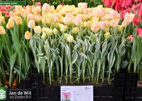 Tulipa Happy Upstar (1)